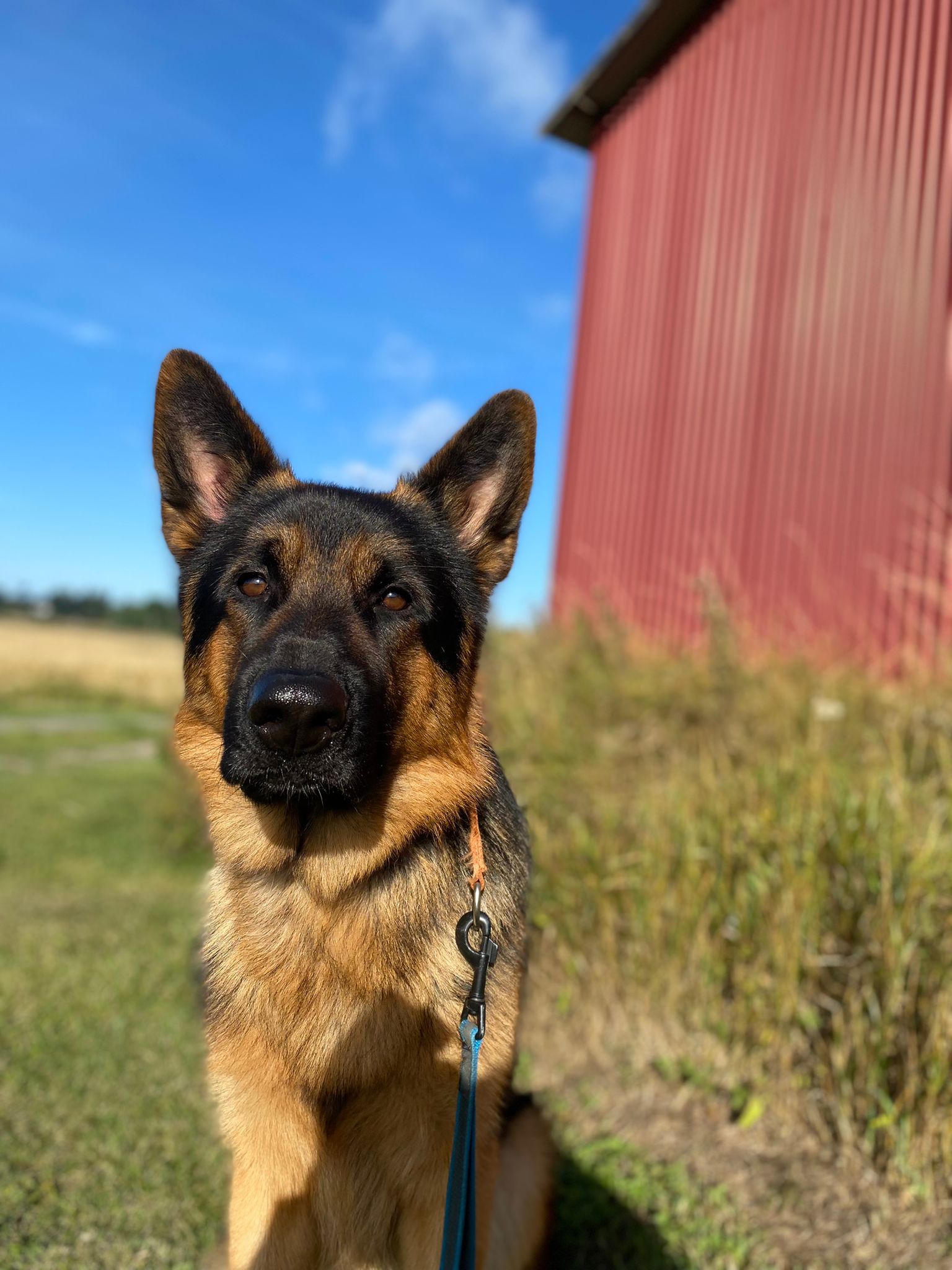 NorrHund Aktiebolag