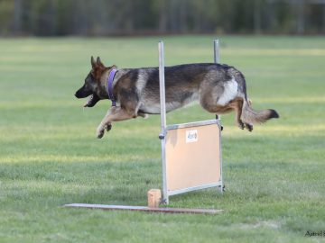 Lydnad mot tjänst och tävling 1